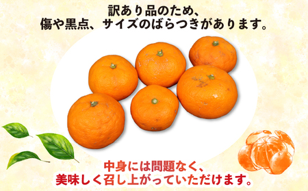 訳あり 南柑20号 9kg 河野農園 温州みかん みかん 人気のみかん 美味しいみかん 濃厚みかん 温州蜜柑 愛媛みかん 愛媛蜜柑 愛媛ミカン 蜜柑 mikan 温州 柑橘 果物 くだもの 訳アリ 訳あり品 訳有り わけあり フルーツ 産地直送 数量限定 先行予約 国産 愛媛 宇和島 B010-147004