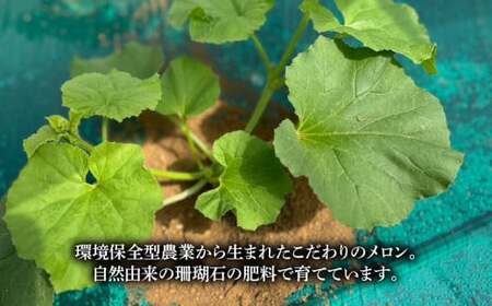ラブコールメロン 4玉 メロン