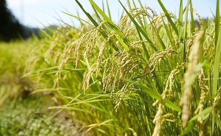 ブランド米「たかたのゆめ」と煎餅のギフトセット 【 米 お米 白米 お煎餅 せんべい お菓子 菓子 和菓子 おやつ 人気 おすすめ ギフト プレゼント 贈答品 常温 岩手 陸前高田 】RT475