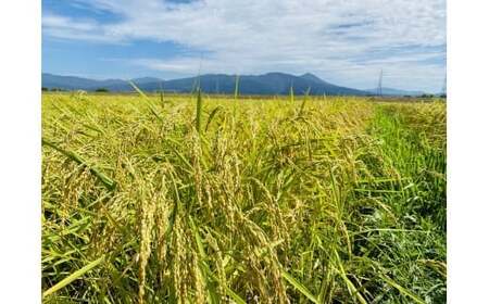 36-A （株）T.Farming　玉のコシ（玉川さんちのコシヒカリ）（令和7年産米）会津坂下産コシヒカリ　白米10kg×1袋　※沖縄・離島への配送不可　※2025年10月中旬頃より順次発送予定