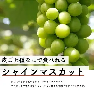 【先行予約・2026年9月】数量限定 食べ比べ！ シャインマスカットとクインニーナのセット 合計約1.5kg 産地直送 農家直送 甘い 大きい 種なし ぶどう 果物