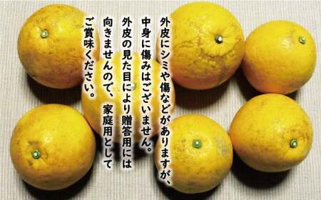 訳あり 河内晩柑 8kg 7000円 みかん かわちばんかん 愛南ゴールド あいなん ゴールド 美生柑 文旦 グレープフルーツ 和製 家庭用 産地直送 国産 農家直送 期間限定 数量限定 ビタミン 特産品 ゼリー ジュース 人気 限定 さわやか 甘い フルーツ 果物 柑橘 蜜柑 規格外 愛媛県 愛南町 塚岡農園