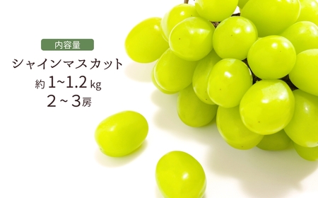 【2026年先行予約】シャインマスカット 約1kg ~ 1.2kg(2房 ~ 3房) | シャインマスカット