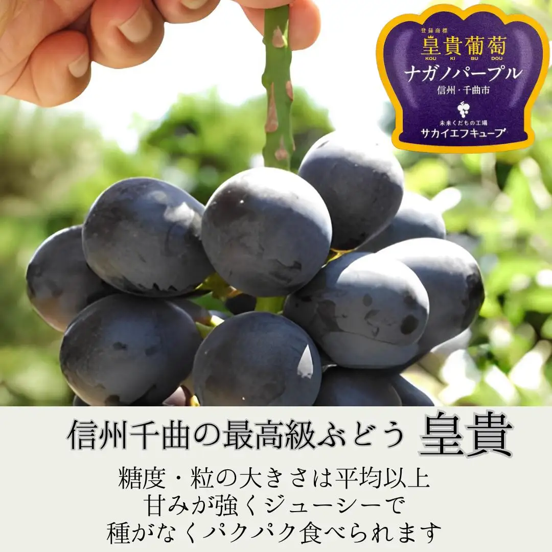 【2026年先行予約】ぶどう ナガノパープル 特秀品 加湿ハウス栽培 1房 |ナガノパープル特秀品