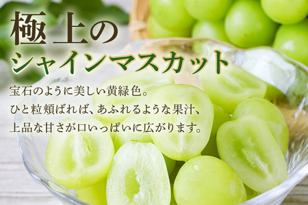＜2026年 先行予約＞ シャインマスカット 数量限定 2kg 農園直送 期間限定 果物 フルーツ ブドウ 葡萄 ぶどう 9月1日以降発送 冷蔵 小美玉市 70-J