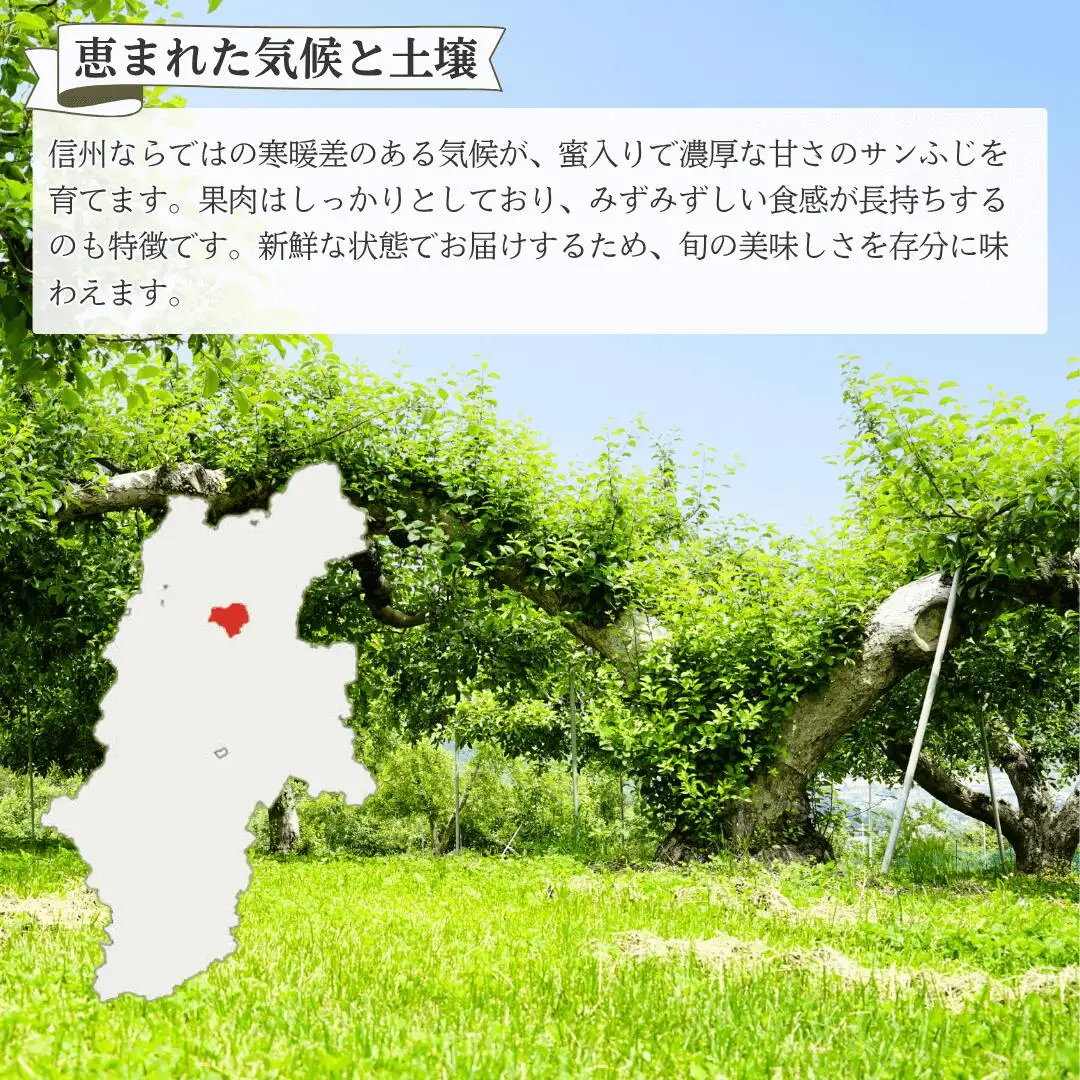 【2026年先行予約】りんご サンふじ 約10kg＜中島農園＞|りんご