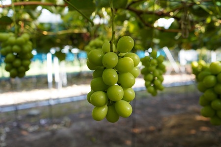 シャインマスカット 約2kg　9月中旬～出荷予定＜2026年収穫分・数量限定＞