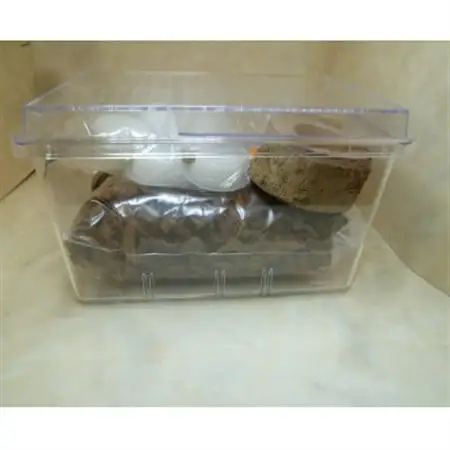 ダイトウヒラタクワガタ成虫ペア飼育セット付【1513604】