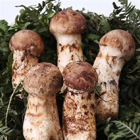 【2026秋発送】岩泉まつたけ 直送 1kg_野菜 松茸 きのこ まつたけ マツタケ_【配送不可地域：離島】【1423373】