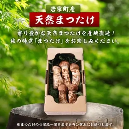 【2026秋発送】岩泉まつたけ 直送 500g_野菜 松茸 きのこ まつたけ マツタケ_【配送不可地域：離島】【1423376】