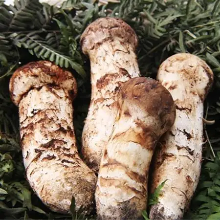 【2026秋発送】【特選】岩泉まつたけ 直送 500g_野菜 松茸 きのこ まつたけ マツタケ_【配送不可地域：離島】【1423385】