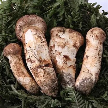 【2026秋発送】【訳あり】ご家庭用 岩泉まつたけ 直送 1kg_野菜 松茸 きのこ まつたけ マツタケ_【配送不可地域：離島】【1423396】