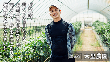 スイカ 小玉スイカ ピノ・ガール 2玉 2026年 大里農園