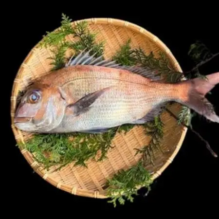 【活け締め】紀淡海峡の恵み・泉州みさき旬の魚/天然真鯛1尾_魚介・海産物 鯛 鮮魚 たい タイ_【配送不可地域：離島・北海道・沖縄県】【1495645】