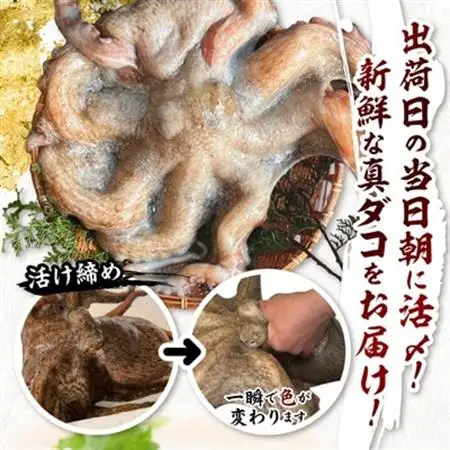 【活け締め】紀淡海峡の恵み・泉州みさき旬の魚/真ダコ1尾　　_魚介・海産物 タコ  たこ 蛸_【配送不可地域：離島・北海道・沖縄県】【1496518】