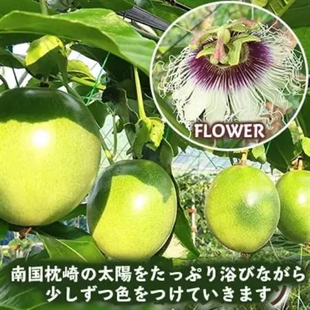 【期間限定】トロピカルパッションフルーツ 1kg程度  A3-32_果物・フルーツ   くだもの_【配送不可地域：離島】【1166379】