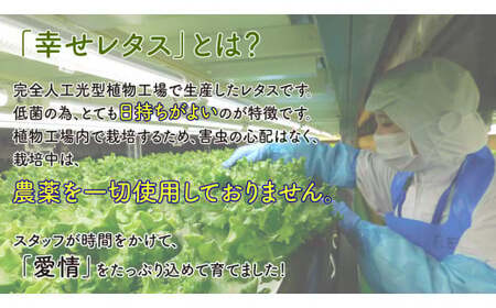 レタス 2種 計14個 野菜 レタス