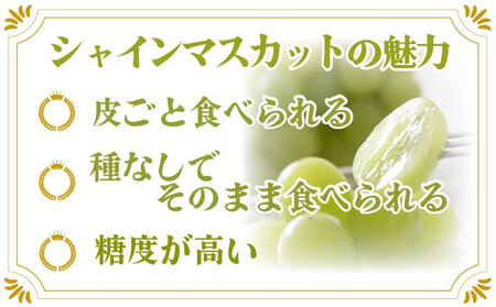 シャインマスカット 約700g 1房 ぶどう シャインマスカット