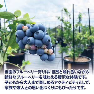 ブルーベリー 狩り 体験 チケット 大人 1人 30分 コース