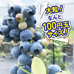 ブルーベリー 900g 大粒 【 ブルーベリー 】