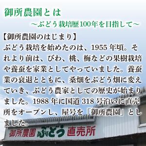 シャインマスカット 約600～700g 1房 ＜出荷時期：2026年8月下旬～9月下旬頃＞ ぶどう 葡萄