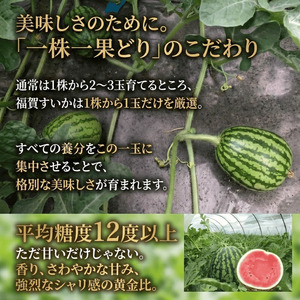 【先行予約】 福賀 すいか 秀大 約9〜10kg 圧巻の大玉＆シャリシャリ食感 高糖度 山口県 阿武町産 1個（希少1株1玉栽培） 産地直送 【2026年7月上旬～順次発送予定】