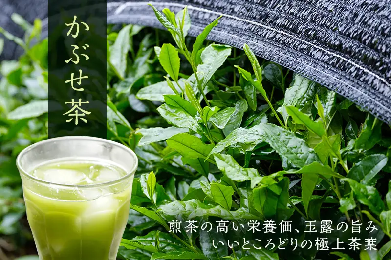 粉末かぶせ茶400g（かぶせ茶 緑茶 宇治茶 煎茶 玉露
