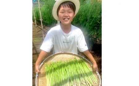 【8月発送分】千姫アスパラガス 丁寧にすべてを手作業で丹精を込めて作りあげた 自信のアスパラガス ※2026年8月～発送