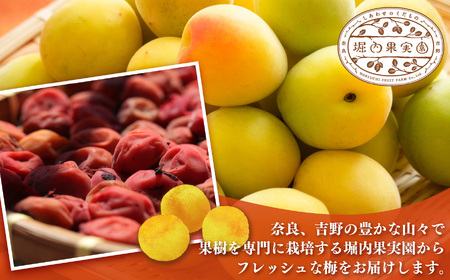 【堀内果実園】【訳あり】特別栽培・大切に育てた完熟南高梅（5kg） | 果実 旬 奈良県 五條市