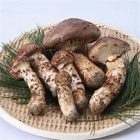 【2026秋発送】≪産地直送≫　岩泉まつたけ  500g_野菜 松茸 きのこ まつたけ マツタケ_【配送不可地域：離島】【1423715】