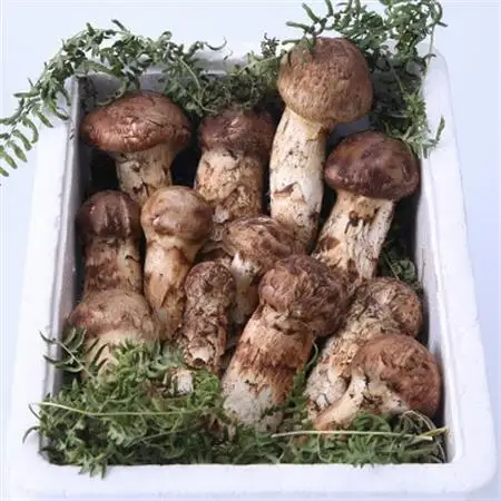 【2026秋発送】≪産地直送≫　岩泉まつたけ  1kg_野菜 松茸 きのこ まつたけ マツタケ_【配送不可地域：離島】【1423716】
