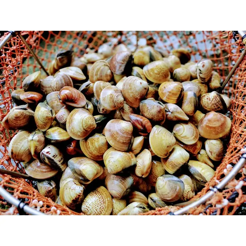 【はまぐり】畜養活蛤 2kg ハマグリ