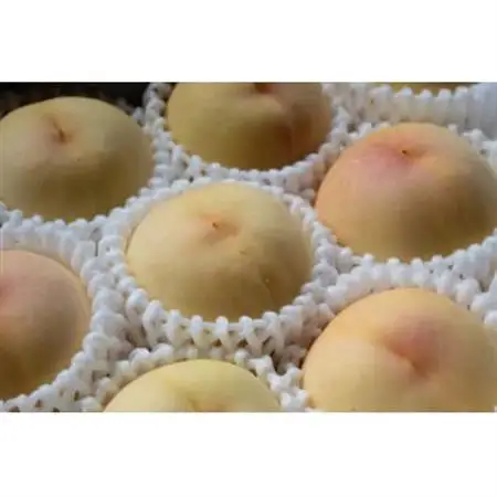 岡山県産「おかやま夢白桃」約2kg|2026年7月下旬以降順次発送予定【1516922】
