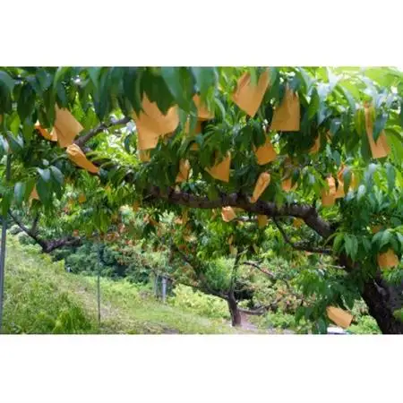 岡山県産「白鳳」約2kg|2026年7月中旬以降順次発送予定【1516930】