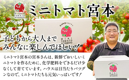 ミニトマト とれたてミニトマト 2kg トマト 野菜 サラダ ダイエット おやつ パスタ マリネ 有機肥料 ミニトマト宮本《30日以内に出荷予定(土日祝除く)》 熊本県 長洲町 送料無料 トマト とまと 野菜 国産 熊本県産