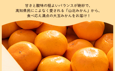 フルーツ 山北みかん 大玉サイズ(L,2Lサイズ) 10kg 約60～80個入り フルーツ yk-0065