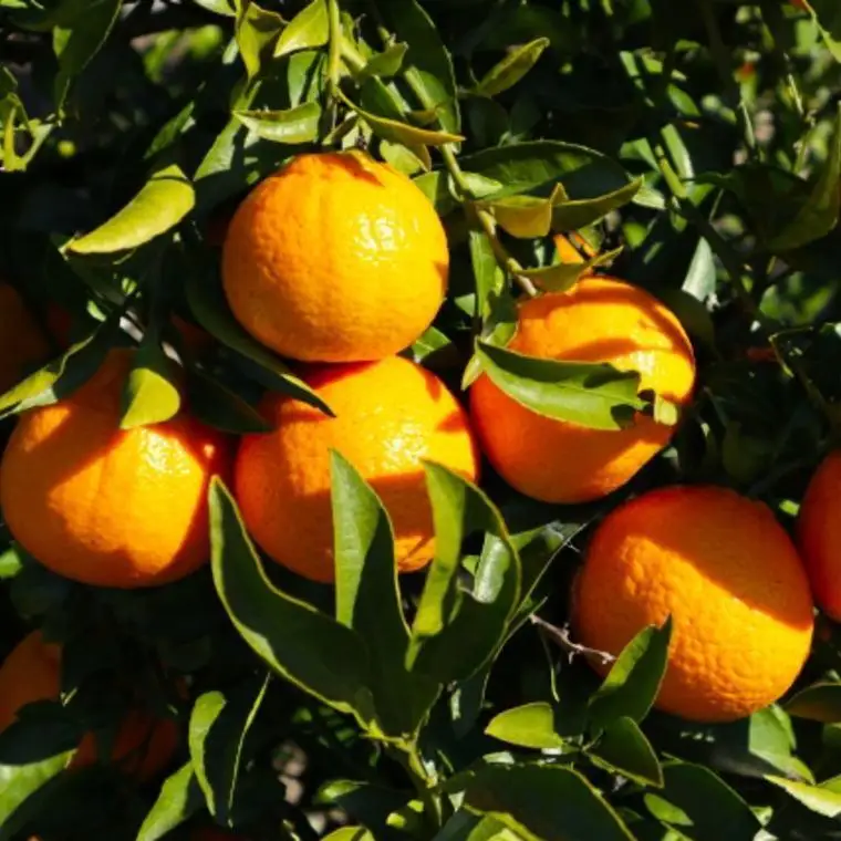 不知火 約5kg しらぬい 【2027年2月下旬頃より順次発送】［TM159］