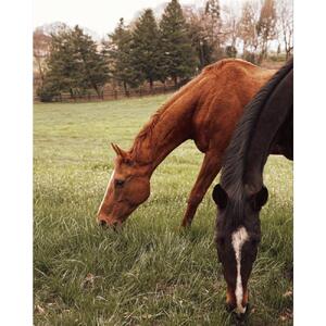 保護馬支援【返礼品なし】