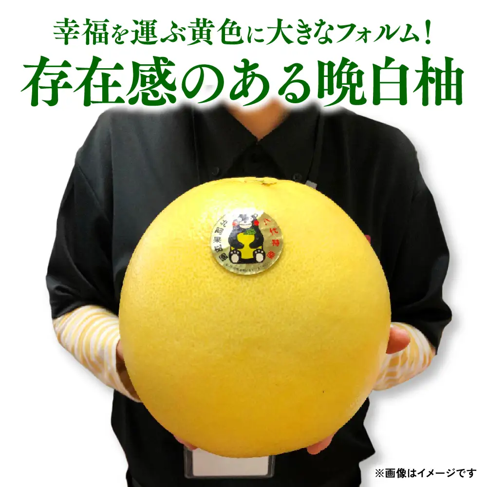 【先行予約】熊本県八代市産 晩白柚 （ばんぺいゆ） 2Lサイズ(約2kg)×3玉 柑橘 【2026年12月上旬より順次発送】