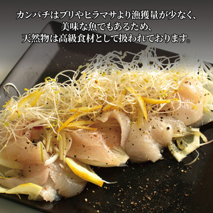 活じめ！神経抜き！かんぱちフィレ1尾分（約1.8～2.6㎏）| 刺身 さしみ お刺身 刺身 さしみ お刺身 刺身 さしみ お刺身 魚介 海の幸 冷蔵 かんぱち カンパチ 勘八 愛媛県 松山市【KHN0092】