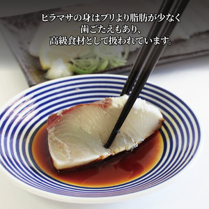 活じめ！神経抜き！ひらまさフィレ1尾分（約1.8～2.6㎏） | 刺身 さしみ お刺身 刺身 さしみ お刺身 刺身 さしみ お刺身 魚介 海の幸 冷蔵 ひらまさ ヒラマサ 愛媛県 松山市【KHN0112】