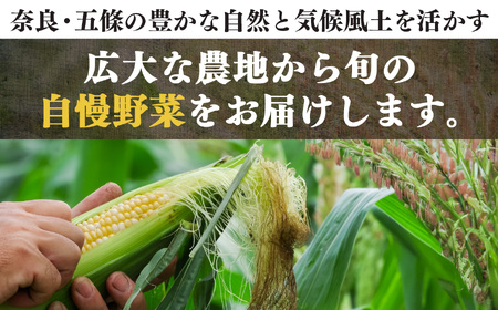 【なら育ち 益田農園】 鮮度 命 ！ 朝 採れ ！ 当日 出荷 ！ とうもろこし 約 4kg ( 10本 ～ 15本 ）| 野菜