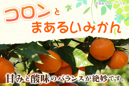 みかん 温州みかん 約 10kg 熊本県 荒尾市産含む 《11月上旬-12月上旬頃出荷》送料無料 熊本県 荒尾市 フレッシュフーズ 柑橘 フルーツ ミカン 蜜柑 果物 美味しいみかん 旬のみかん ジューシーみかん フルーツみかん