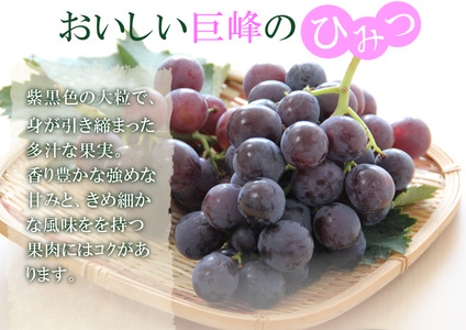 巨峰 約3kg 【simo0002】