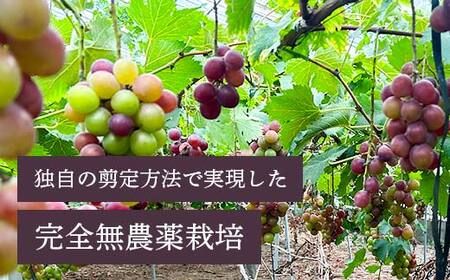 【先行予約】【農薬・化学肥料不使用】高級ぶどう 1房（600-700g） フルーツ ぶどう 葡萄 ブドウ ピオーネ 有機 無農薬 山口県 山陽小野田市 ふるさと納税 F6L-920
