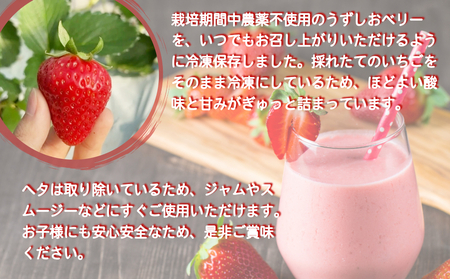 KISAI GARDEN 冷凍 うずしおベリー 2kg | 苺 いちご イチゴ 徳島 鳴門 果物 フルーツ スムージー ジャム　冷凍　いちご