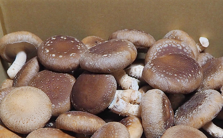 訳あり しいたけ 佐賀県産 箱生しいたけ 約800g 訳アリ 椎茸 きのこ 