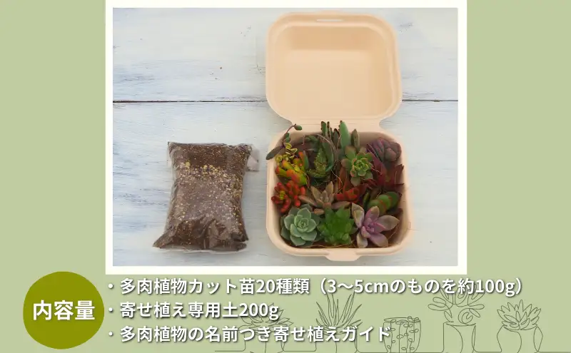 多肉植物 じぶんで植える 多肉の寄せ植え セット インテリア 多肉 植物 ガーデニング 
