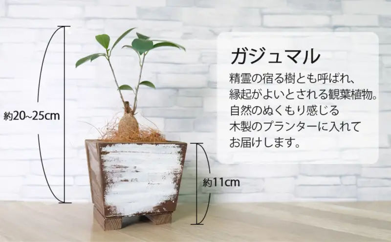 インテリア HAPPY BOX ～運気を引き寄せる4つのアイテム～ ガジュマル・木製プランター・サンキャッチャー・ドリームキャッチャー 雑貨 