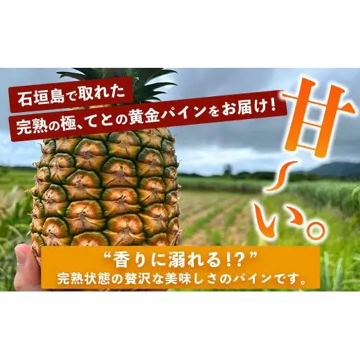  完熟の極 てとの黄金パイン大玉約4kg　TF-25_R8
